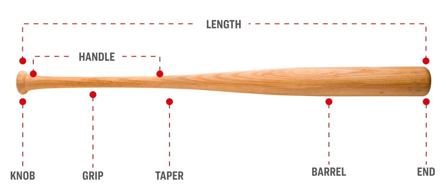 Anatomy of a bat
