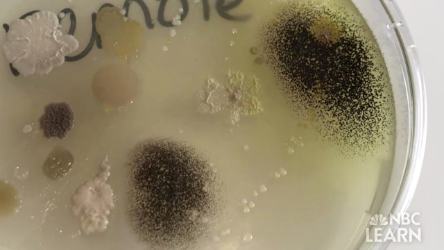 Bacteria in A Dish